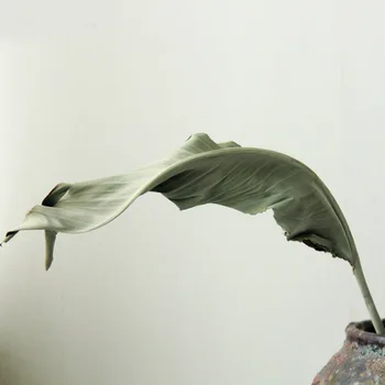 10pcs Posušene Naravno Sveže Konzervirane Ptica Listov Šopek,Eternell Suho Cvetje Podružnica Za Poročno zabavo Domačo Mizo Dekoracijo
