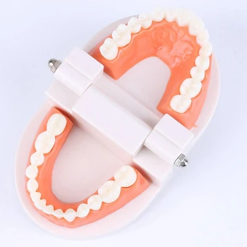 Zobni Otrok Zobe Model Poučevanja Odraslih Zobe, Dlesni Standardnih Predstavitvenih Orodje Za Otroke, Ki Študirajo Ustno Nego