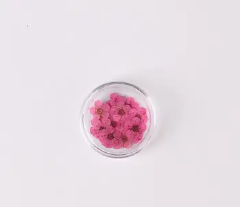 100 kozarcev Pritisnete Posušene Narcisa Plum Blossom je Cvet Z Box Za Epoksi Smolo, Nakit, Izdelava Nail Art Craft DIY Dodatki