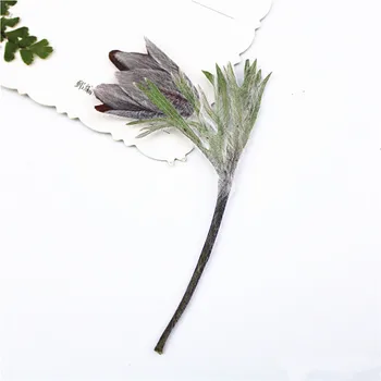 12pcs/9-12 cm,Naravna Pritisnete cvet vejo,Večno resnična rastlin DIY Poročna vabila graft Zaznamek Darilne Kartice Dišeče sveče