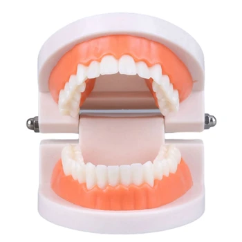 Zobni Otrok Zobe Model Poučevanja Odraslih Zobe, Dlesni Standardnih Predstavitvenih Orodje Za Otroke, Ki Študirajo Ustno Nego