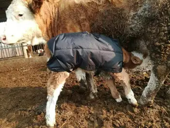 Oblačila za Tele v Zimskem času Z Odebeljeno in Neprepustna za Novorojenčka Goveda
