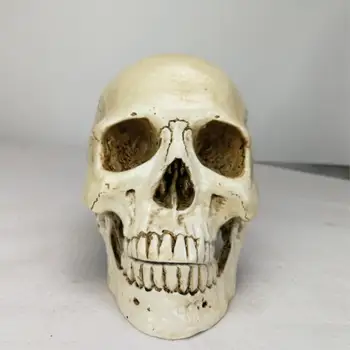 Človeško Glavo Smolo Replika Medicinski Model Lifesize Halloween Dekoracijo Doma Dekorativni Obrti Lobanje 22x15x17CM