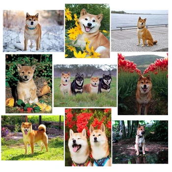 Slika okrasnih,Shiba Inu pes,DIY,Polno,Diamond slikarstvo,uganke, mozaik,Živali Diamond Vezenje psa,hišo dekor JS4155